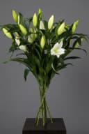 Lilies White