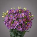Alstroemeria Purple