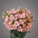 Alstroemeria Pink