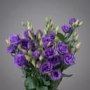 Lizantus purple
