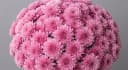 Zembla pink