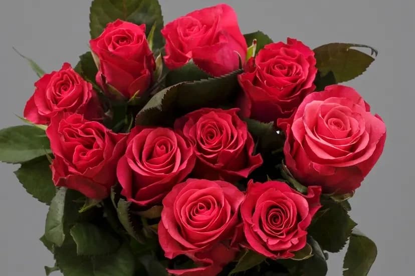 Tacazzi — Rozes, LZ Flowers Rēzekne