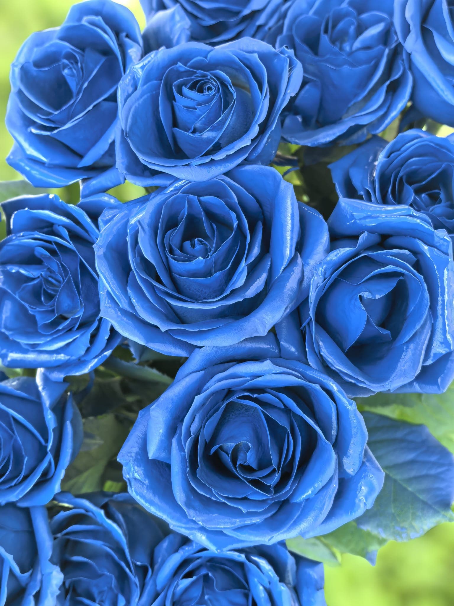 Krāšņās zilās rozes